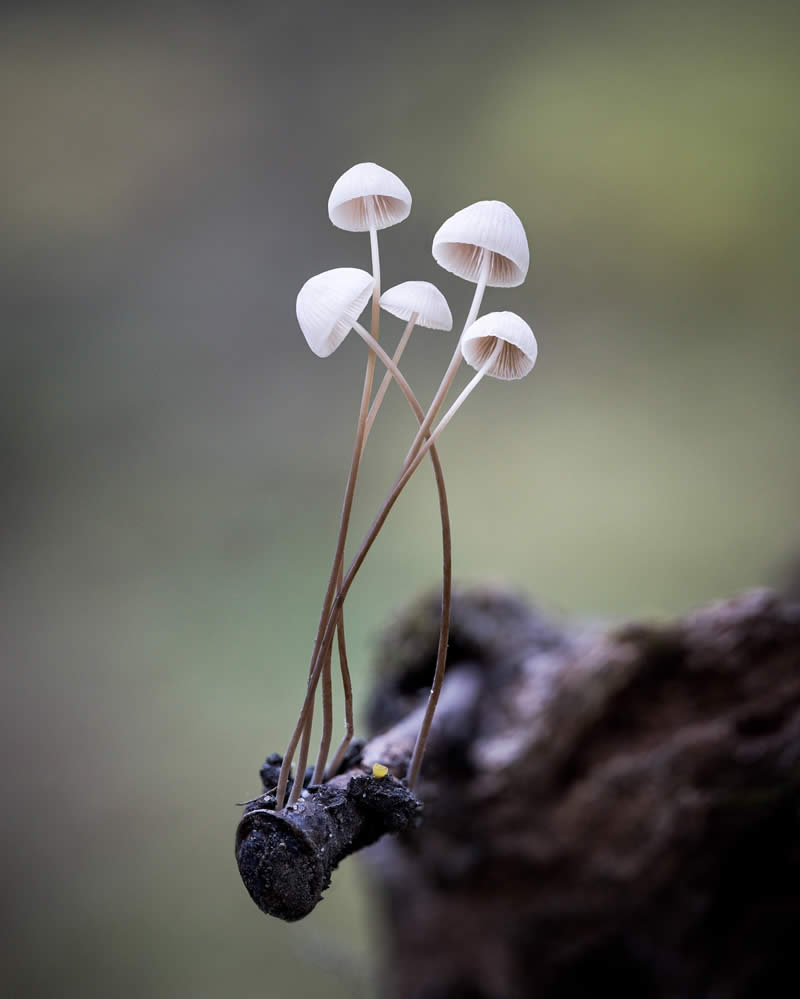 Macro Photography of Mushrooms and Fungi by Riley Loew