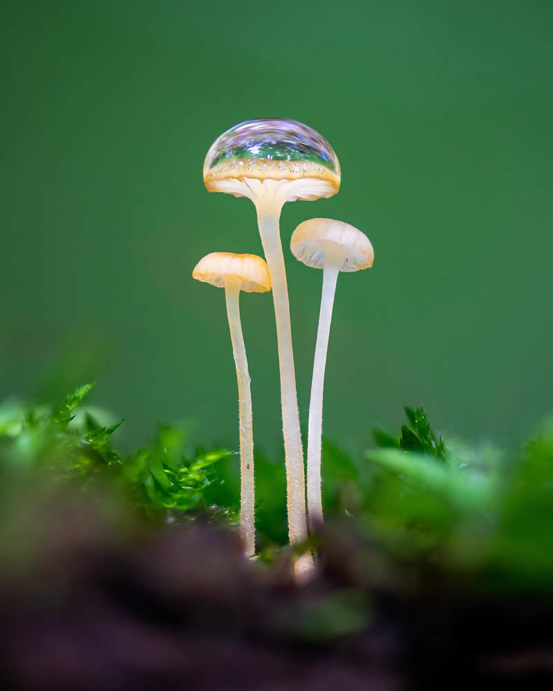 Macro Photography of Mushrooms and Fungi by Riley Loew