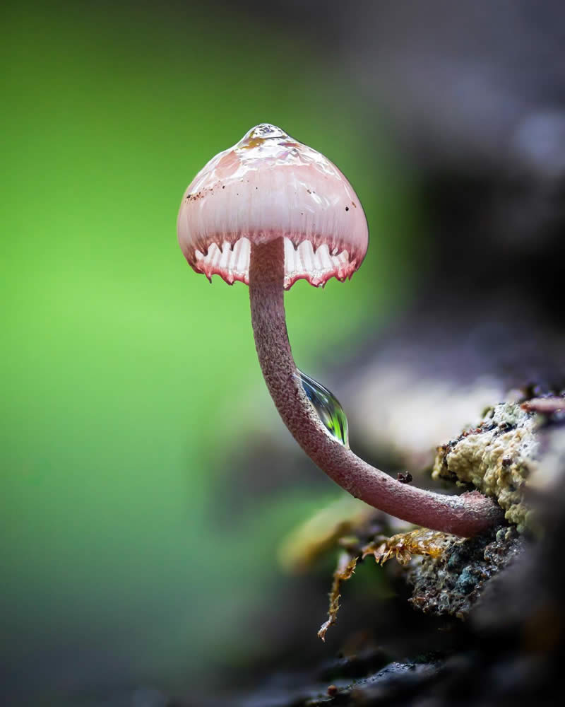 Macro Photography of Mushrooms and Fungi by Riley Loew