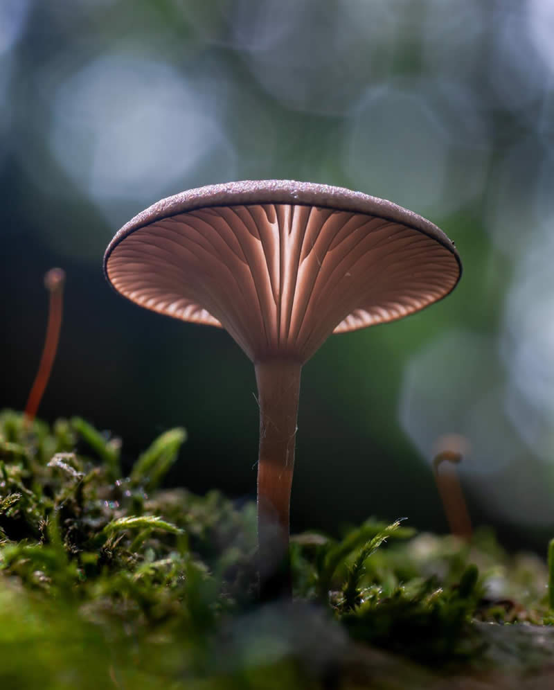 Macro Photography of Mushrooms and Fungi by Riley Loew