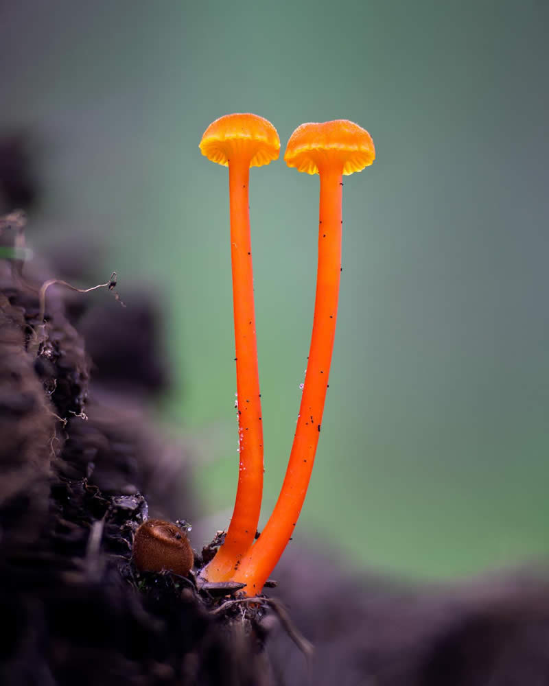 Macro Photography of Mushrooms and Fungi by Riley Loew