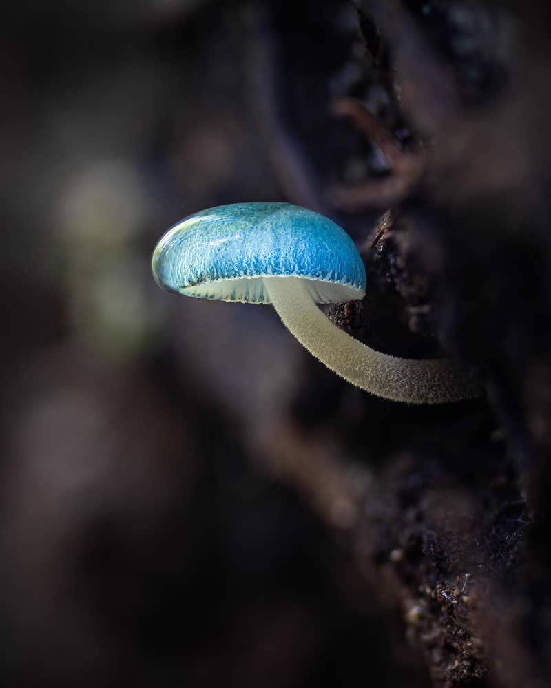 Macro Photography of Mushrooms and Fungi by Riley Loew