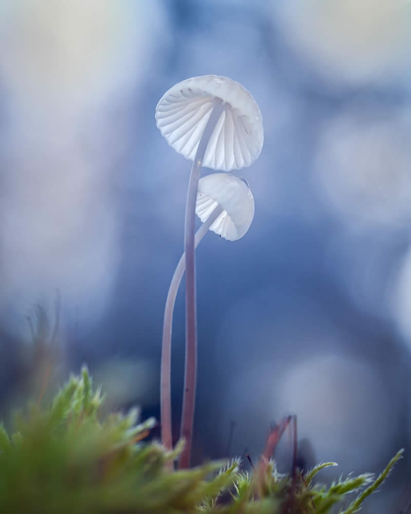 Macro Photography of Mushrooms and Fungi by Riley Loew