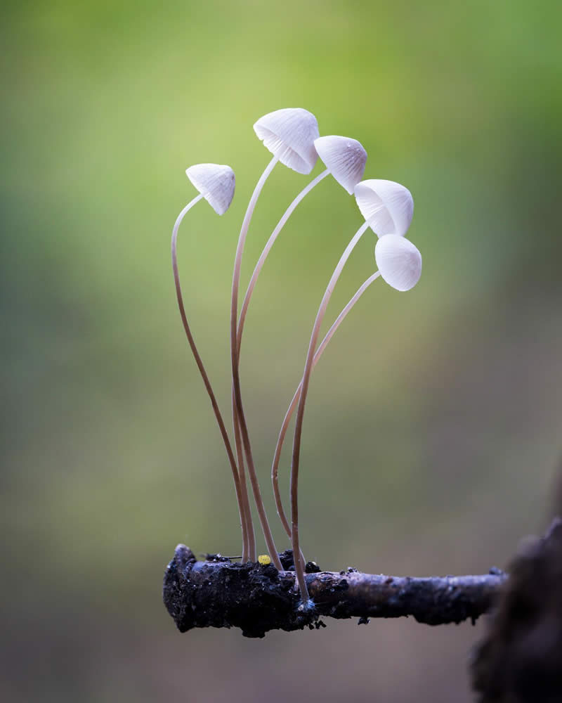 Macro Photography of Mushrooms and Fungi by Riley Loew