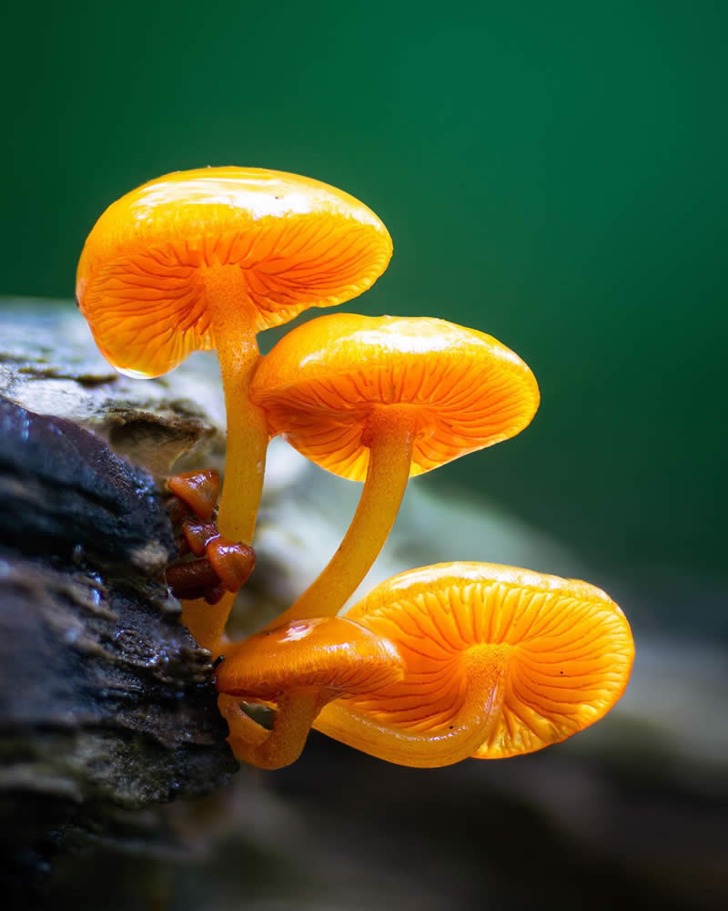 Macro Photography of Mushrooms and Fungi by Riley Loew