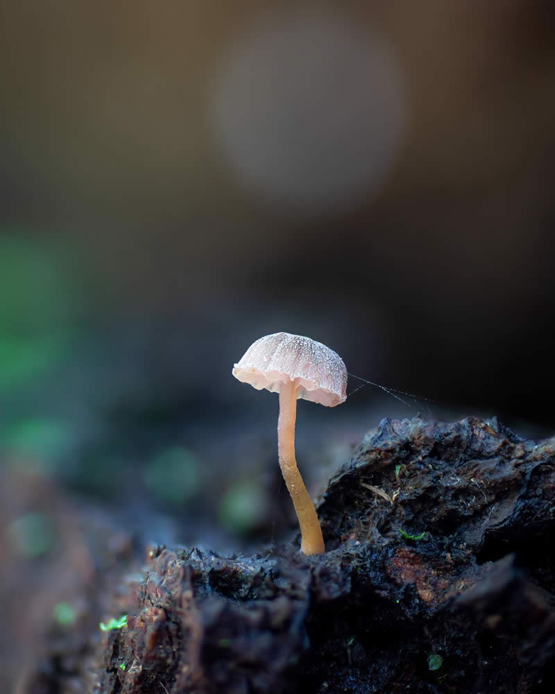 Macro Photography of Mushrooms and Fungi by Riley Loew