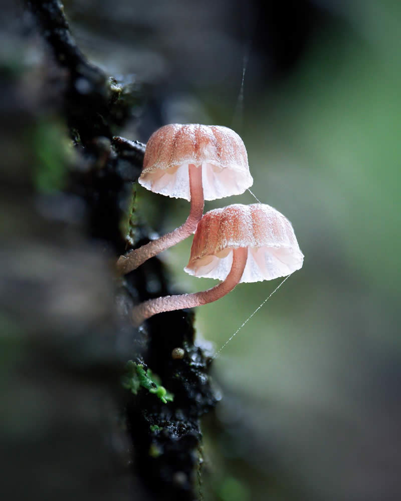 Macro Photography of Mushrooms and Fungi by Riley Loew