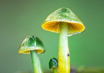 Nature photographer Riley Loew captures Stunning Macro Photos of Mushrooms and Fungi