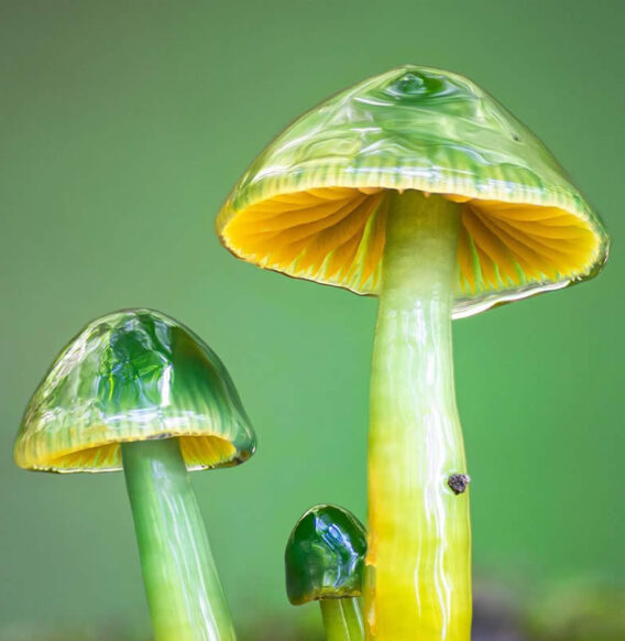 Nature photographer Riley Loew captures Stunning Macro Photos of Mushrooms and Fungi