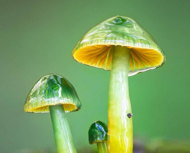 Nature photographer Riley Loew captures Stunning Macro Photos of Mushrooms and Fungi