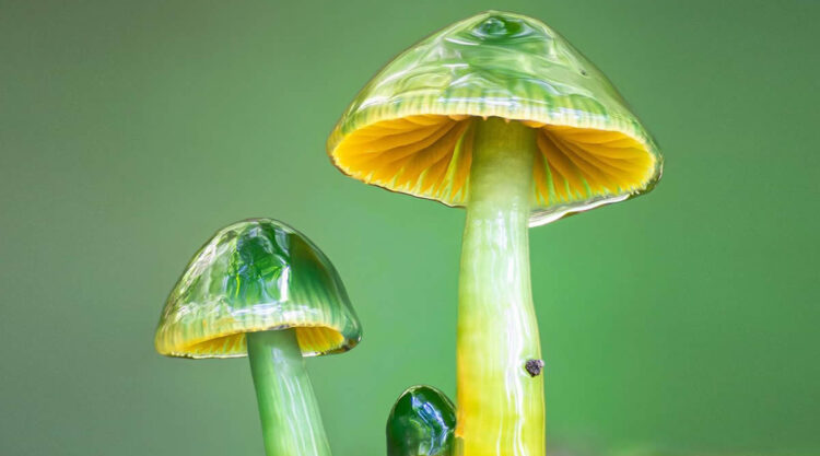 Macro Photography of Mushrooms and Fungi by Riley Loew