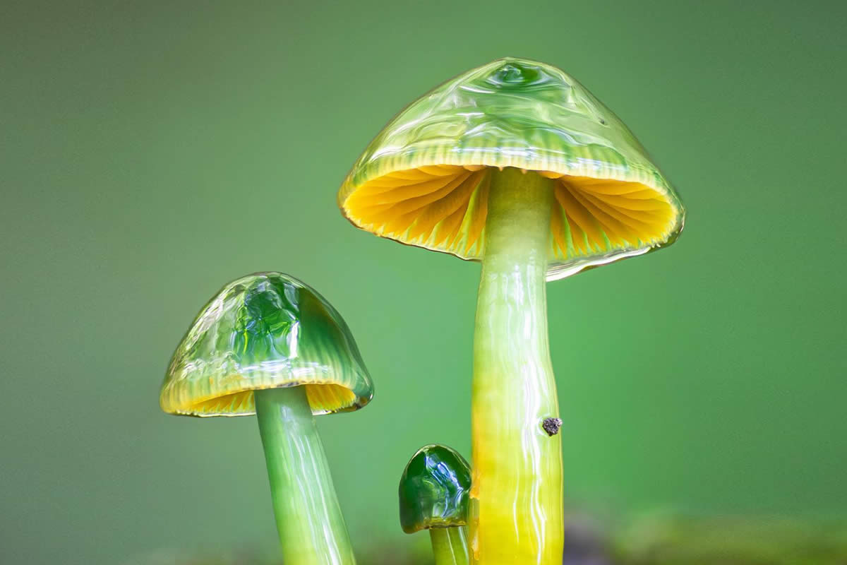 Macro Photography of Mushrooms and Fungi by Riley Loew