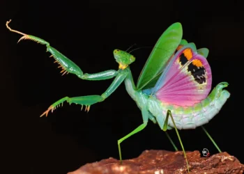 macro photos of insects
