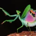 macro photos of insects