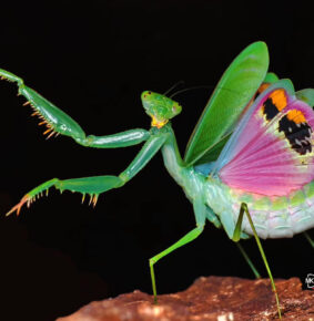 33 Mesmerizing Macro Photos of Insects That Show the Patience and Passion of Photographers