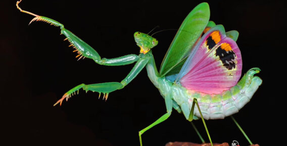 33 Mesmerizing Macro Photos of Insects That Show the Patience and Passion of Photographers