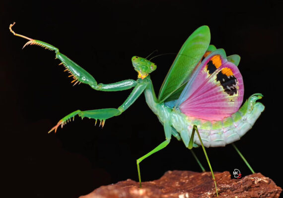 33 Mesmerizing Macro Photos of Insects That Show the Patience and Passion of Photographers