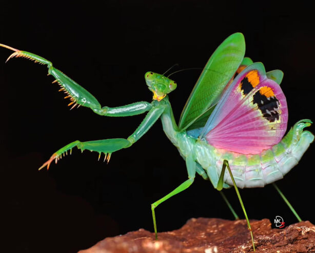 33 Mesmerizing Macro Photos of Insects That Show the Patience and Passion of Photographers