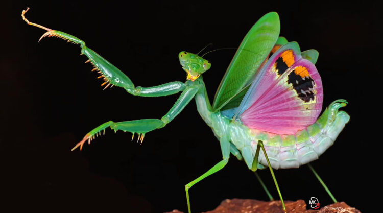 Mesmerizing Macro Photos of Insects