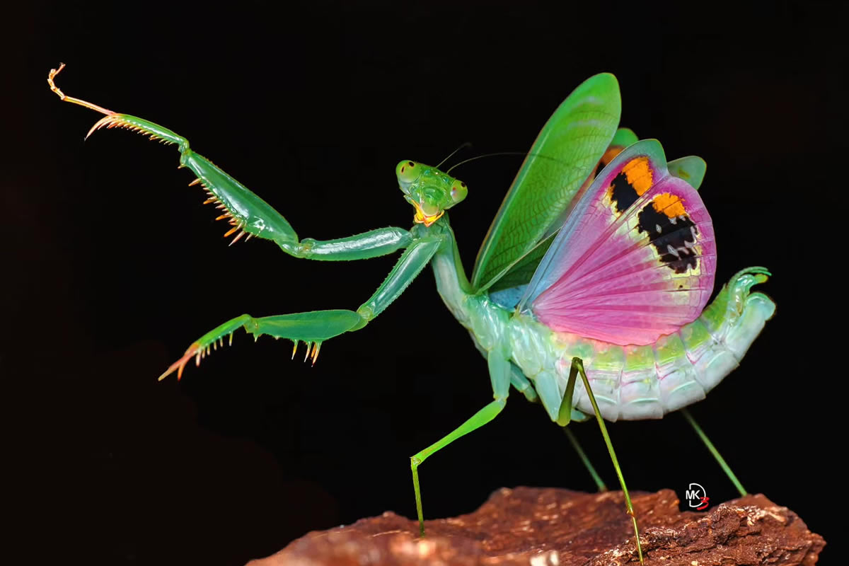 Mesmerizing Macro Photos of Insects