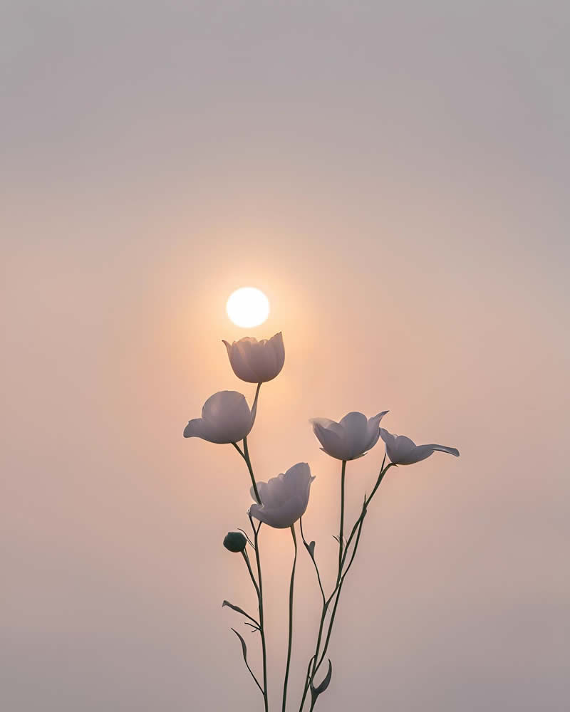 Minimalism Flower Nature Photography by Sara