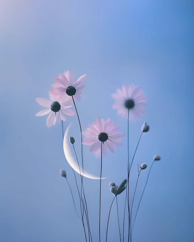 Minimalism Flower Nature Photography by Sara