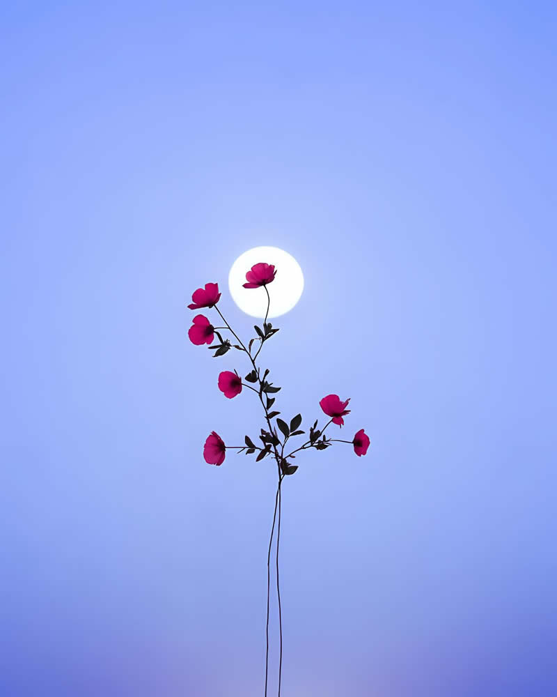 Minimalism Flower Nature Photography by Sara