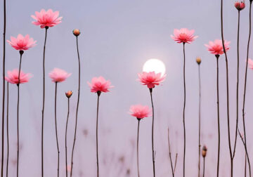 Minimalism Flower Nature Photography by Sara