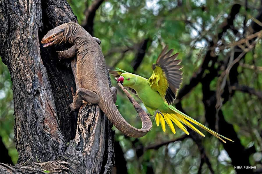 2024 National Wildlife Photo Contest Winners