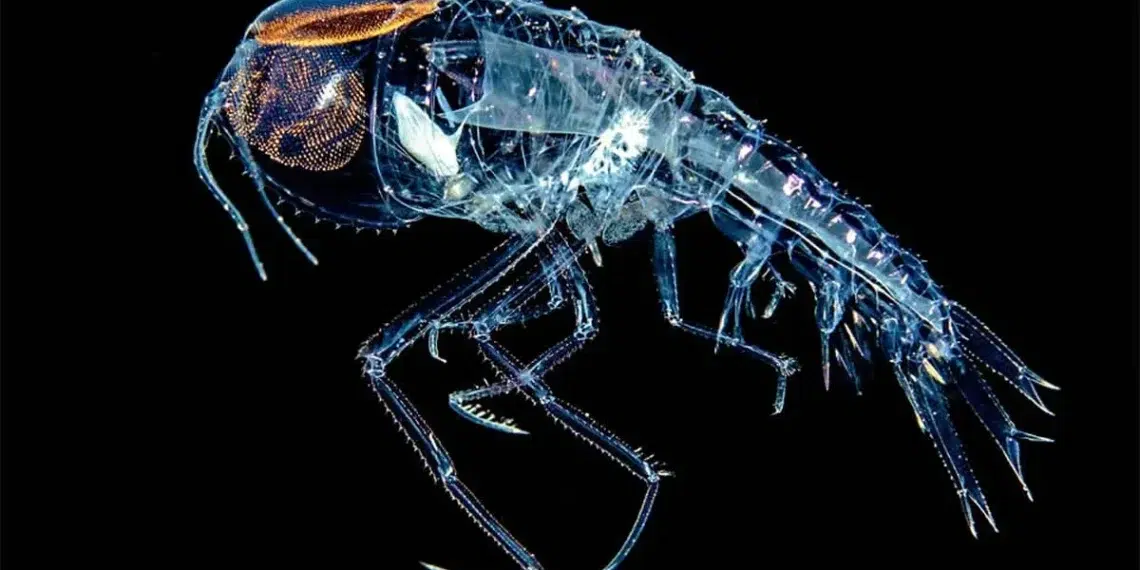 national wildlife contest winners 2024