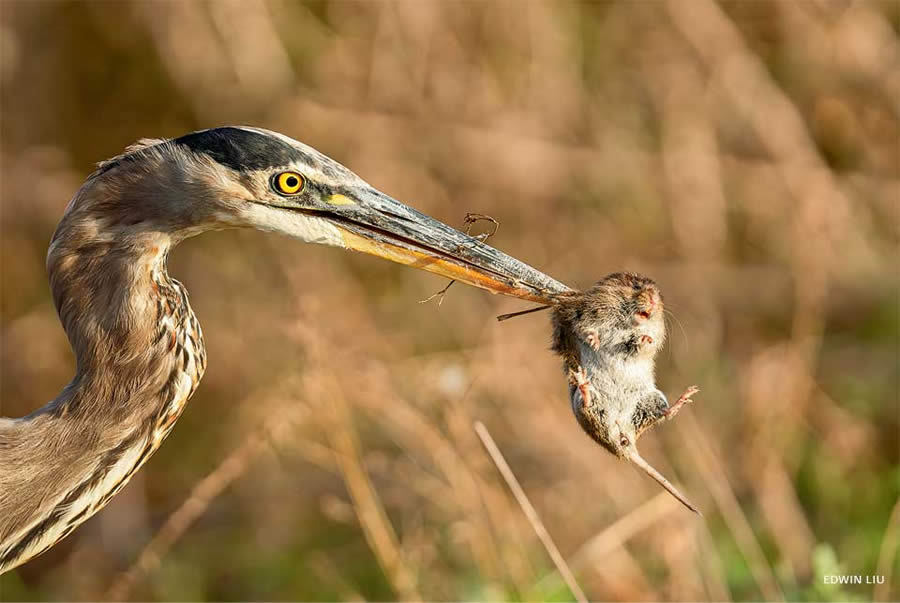 2024 National Wildlife Photo Contest Winners