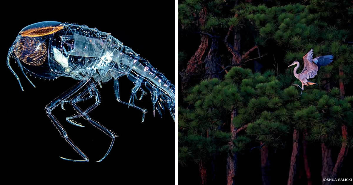 18 Amazing Winners from the 2024 National Wildlife Photo Contest