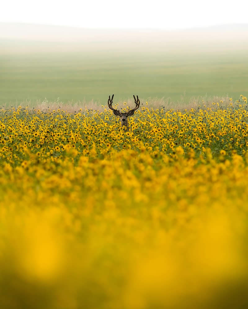 Canada Nature and Wildlife Photography by Alan Poelman