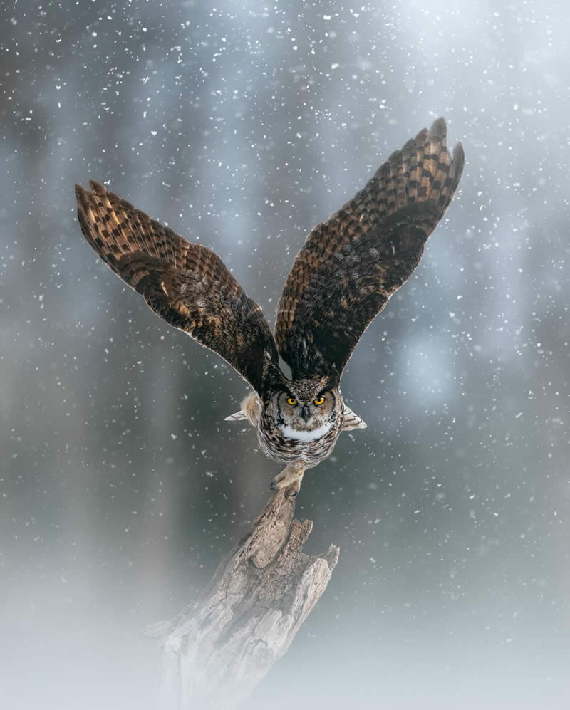 Canada Nature and Wildlife Photography by Alan Poelman