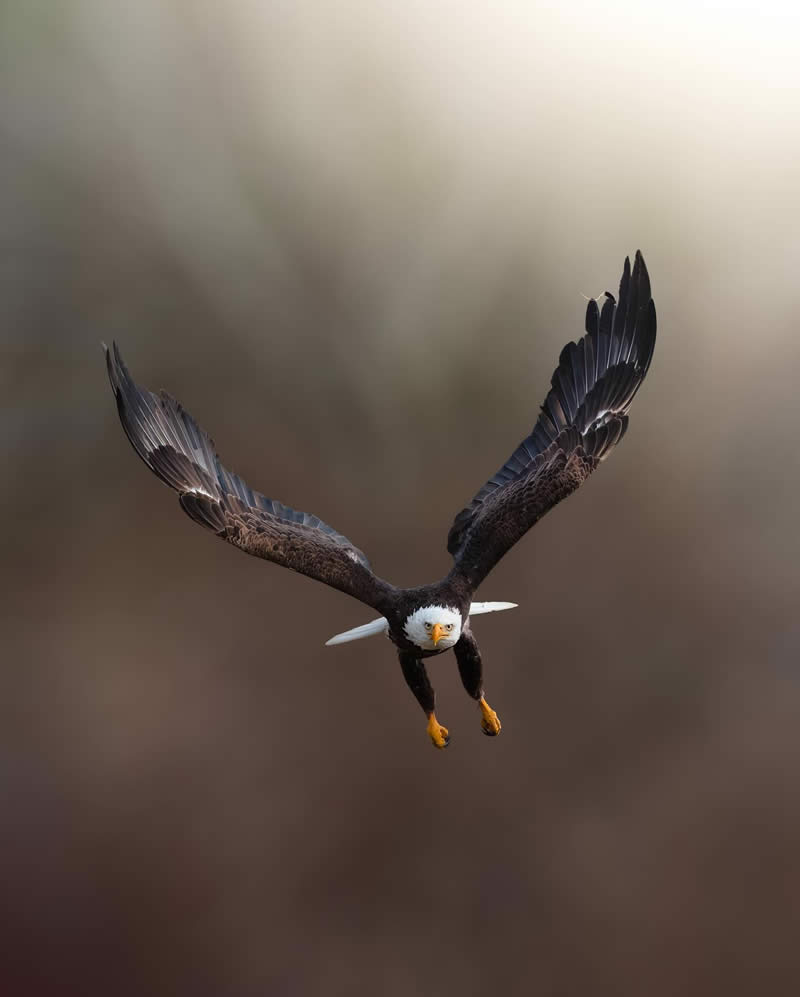 Canada Nature and Wildlife Photography by Alan Poelman