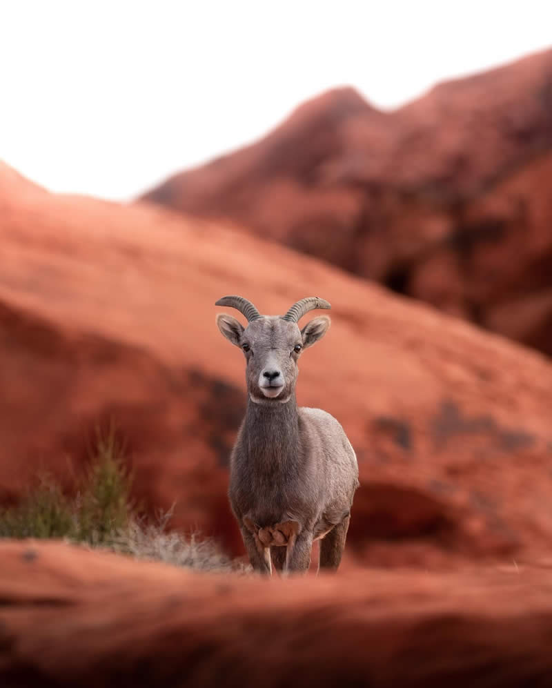 Canada Nature and Wildlife Photography by Alan Poelman