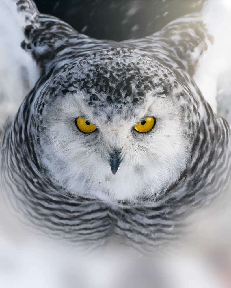 Canada Nature and Wildlife Photography by Alan Poelman