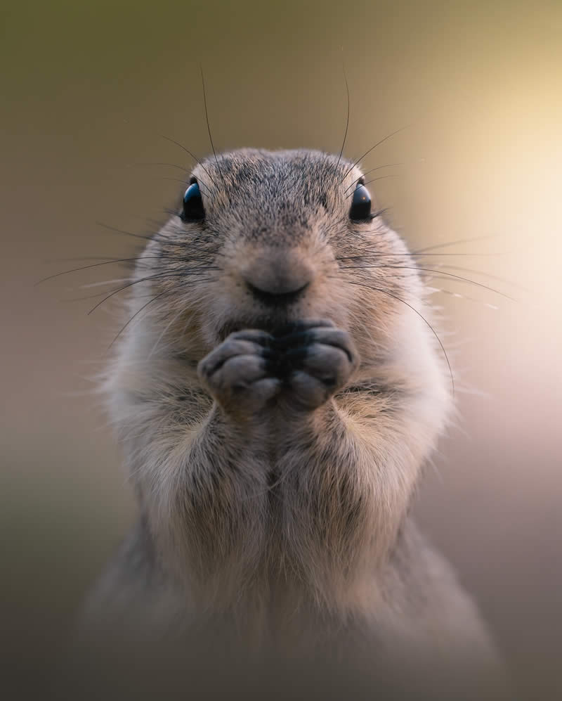 Canada Nature and Wildlife Photography by Alan Poelman