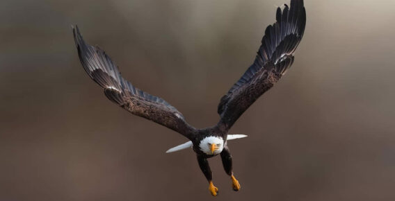 Award-Winning Canadian Photographer Alan Poelman Captures Artistic Photos of Nature and Wildlife