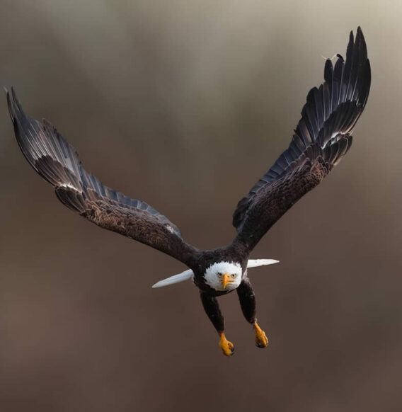 Award-Winning Canadian Photographer Alan Poelman Captures Artistic Photos of Nature and Wildlife