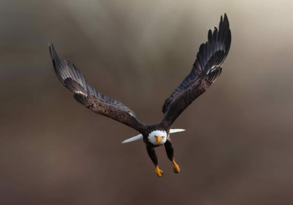 Award-Winning Canadian Photographer Alan Poelman Captures Artistic Photos of Nature and Wildlife