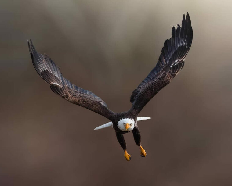 Award-Winning Canadian Photographer Alan Poelman Captures Artistic Photos of Nature and Wildlife