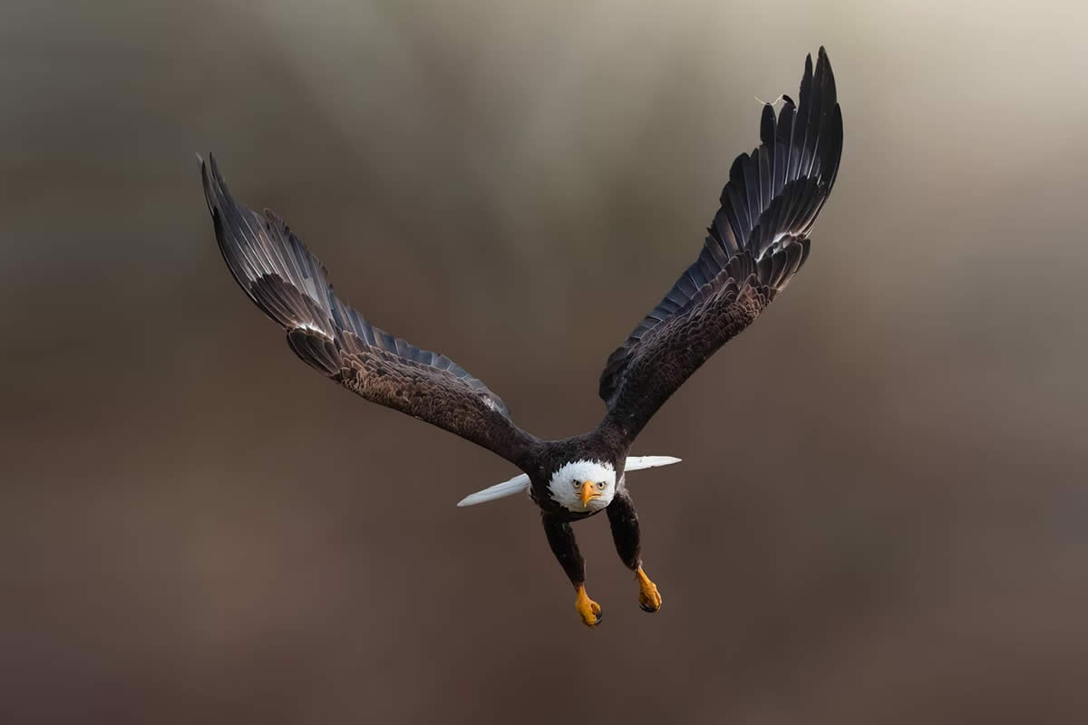 Canada Nature and Wildlife Photography by Alan Poelman