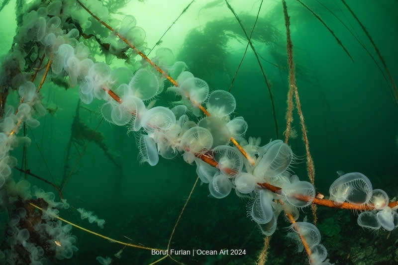 Ocean Art Underwater Photo Contest 2024  Winners