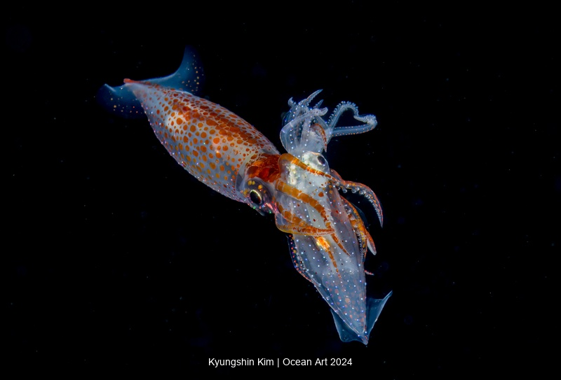 Ocean Art Underwater Photo Contest 2024  Winners