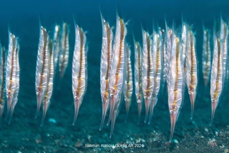 Ocean Art Underwater Photo Contest 2024 Best Photos