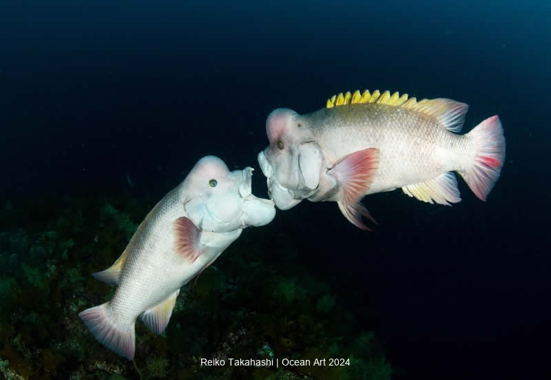 Ocean Art Underwater Photo Contest 2024 Best Photos