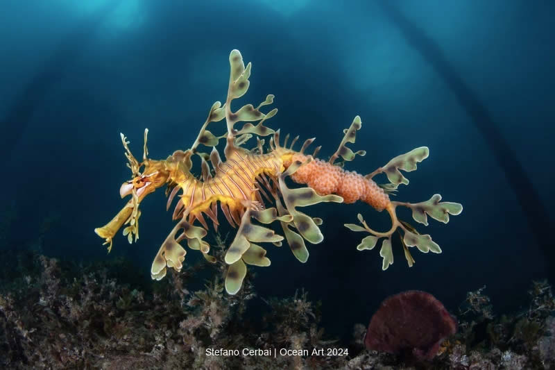 Ocean Art Underwater Photo Contest 2024 Best Photos