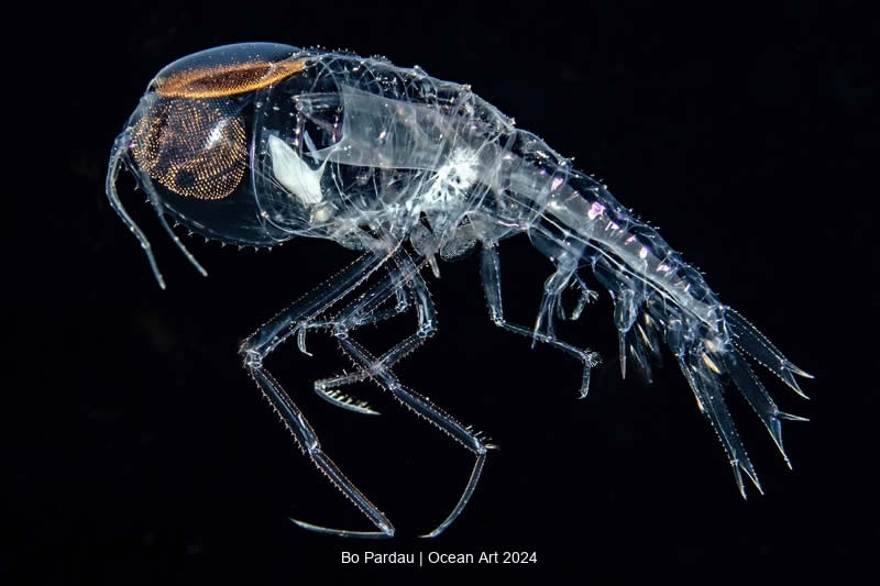 Ocean Art Underwater Photo Contest 2024 Best Photos