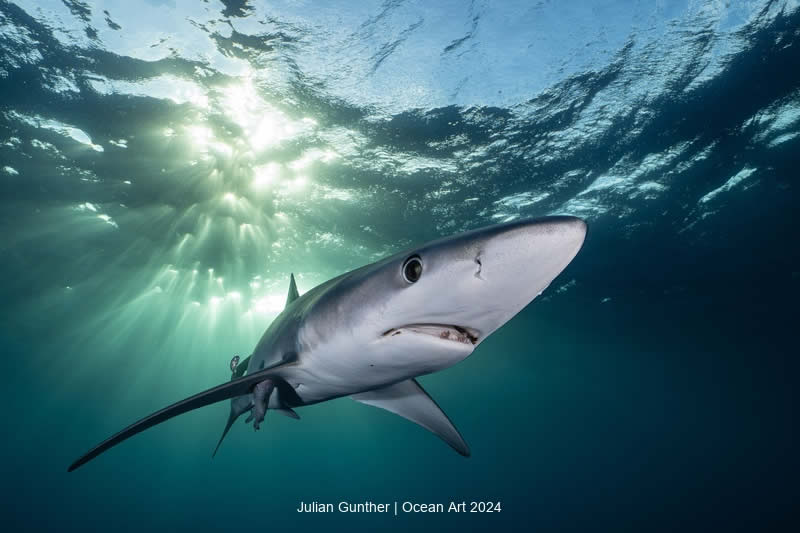 Ocean Art Underwater Photo Contest 2024 Best Photos